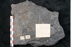 Foto (Detailansicht) von Sigillaria davreuxii Brongniart (NHMW-GEO-2024-0188-11089)